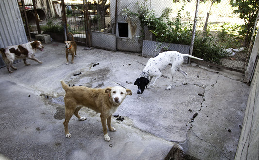 Gangrénée par le lobby de la chasse, la Société Centrale Canine est CONTRE le référendum pour les animaux.