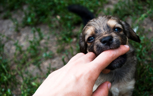 Chiens mordeurs : la solution simplissime pour éviter les morsures