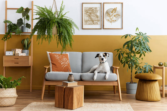 Stress du chien à la rentrée : 7 plantes apaisantes naturelles