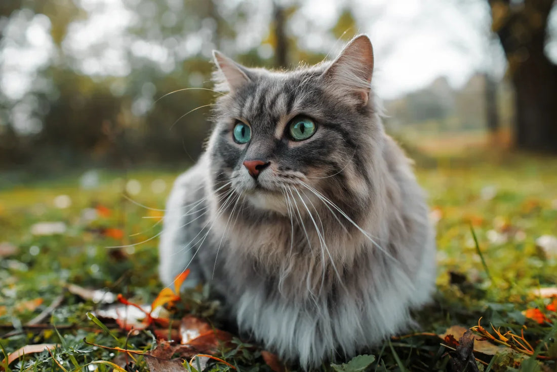 « Mon chat est mort : comment faire mon deuil ? »