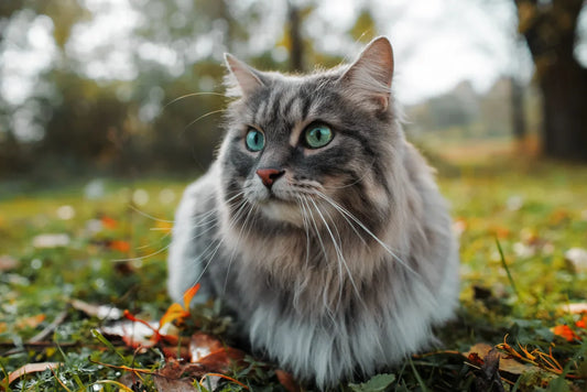 « Mon chat est mort : comment faire mon deuil ? »