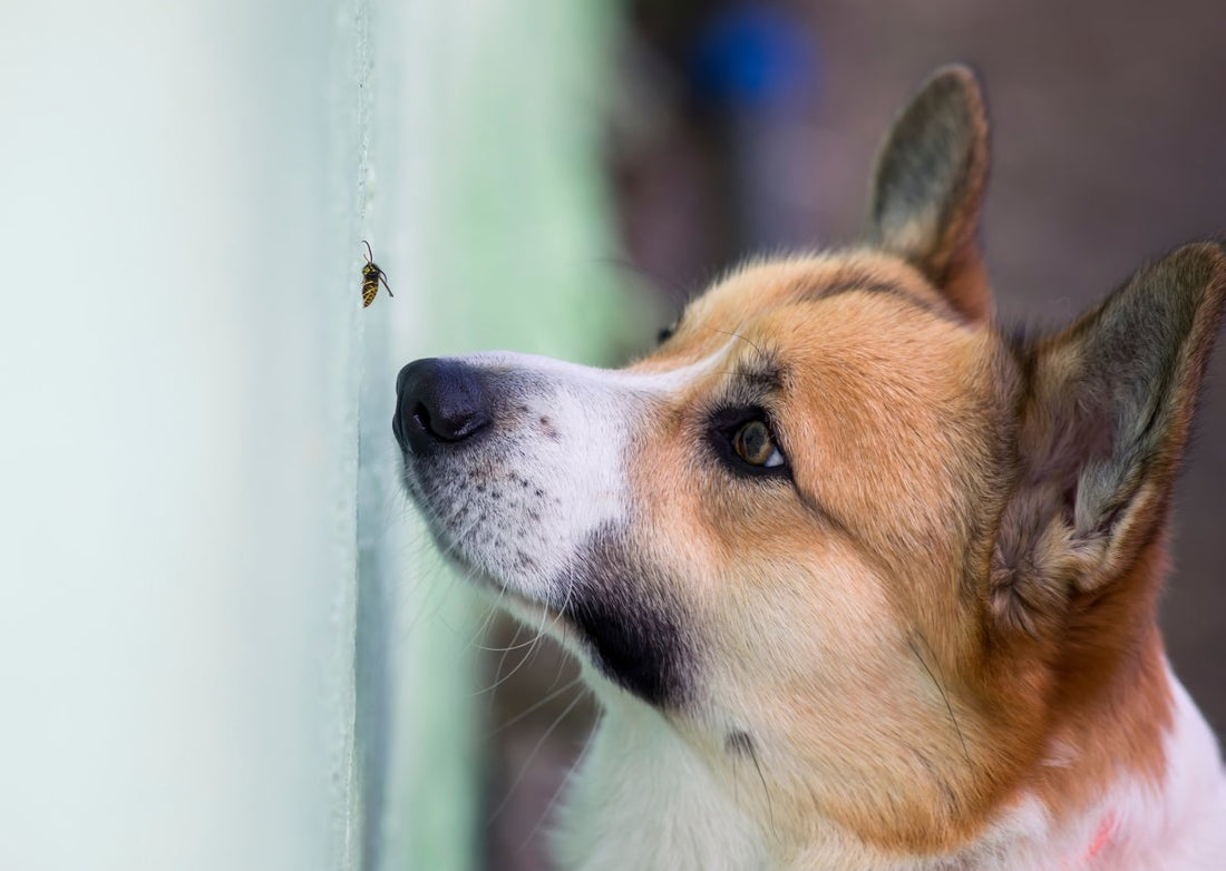 Guêpes et abeilles : quand leur piqûre devient mortelle