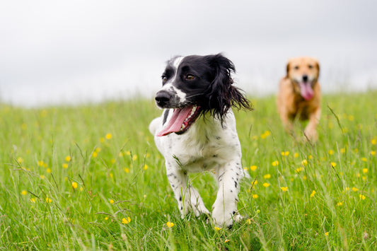 Agressivité et testicules : faut-il castrer mon chien ?