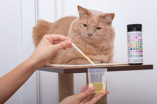 Maladies rénales : est-ce déjà trop tard ?