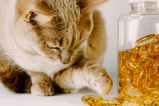 3 astuces pour les chats difficiles