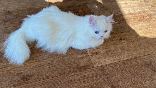 Le chat blanc plus fragile : mythe ou réalité ?