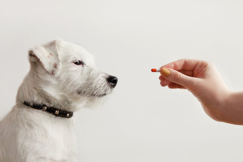 Donner un médicament à son chien
