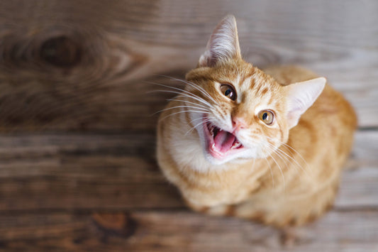 Pourquoi mon chat ne sait pas miauler