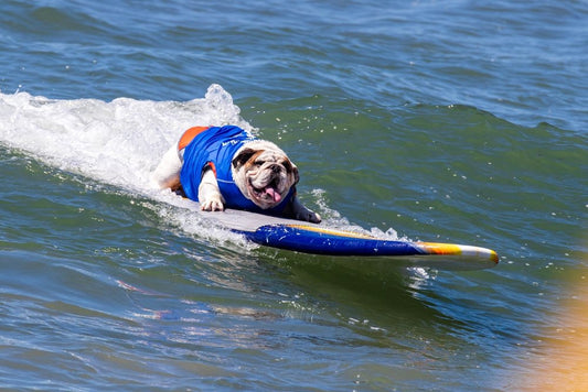 Vacances : partir avec son chien, forcément une bonne idée ?
