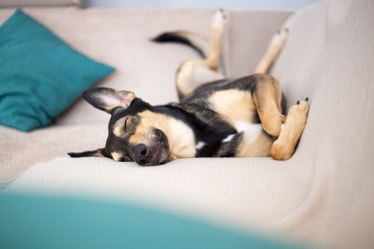 4 conseils pour un chien qui dort mieux