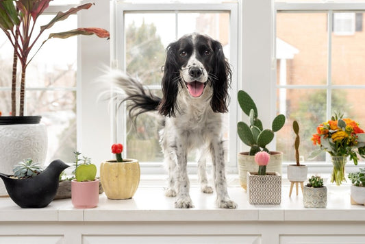 Une décoration qui peut tuer votre chien