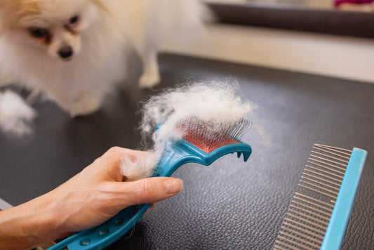 Mon chien perd ses poils : normal ou inquiétant ?