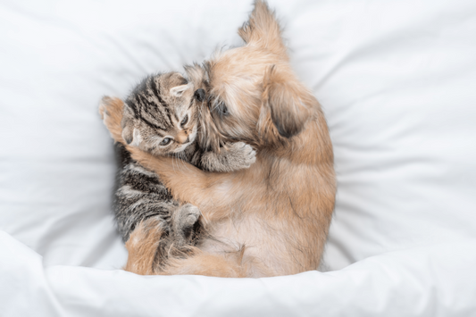 Chat et chien, faits pour s'entendre ?