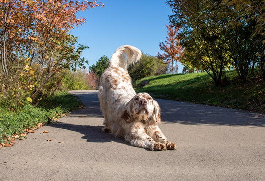 Chien et canicule : prévenir et réagir face au coup de chaleur