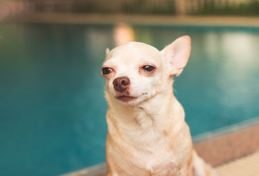 Pourquoi mon chien a les yeux qui pleurent ?