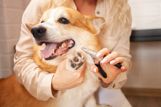 Couper les griffes de Médor : un impératif pour sa santé