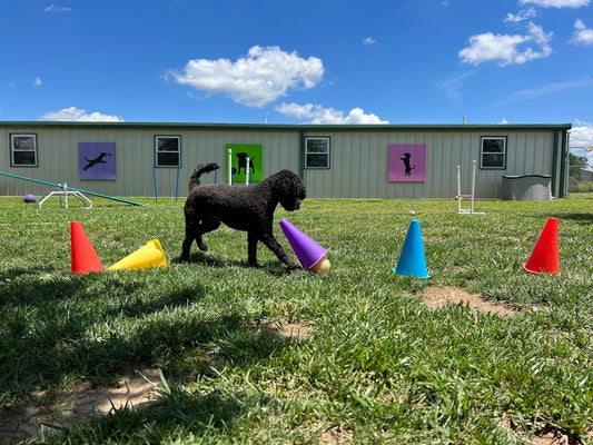 L'importance de la stimulation olfactive chez le chien : enrichissement mental par les jeux de pistage