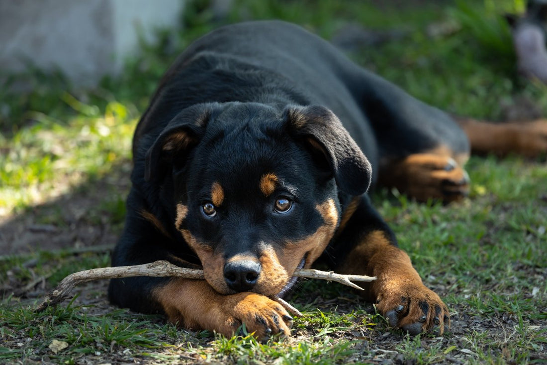 Chiens catégorisés : le bouc émissaire des autorités françaises