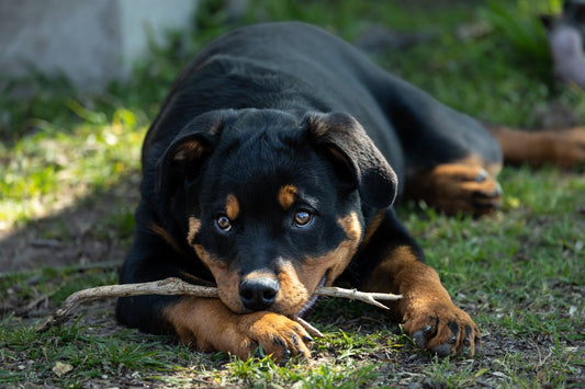 Chiens catégorisés : le bouc émissaire des autorités françaises