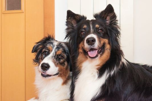 Y a t-il des différences entre les chiens mâles et femelles ?