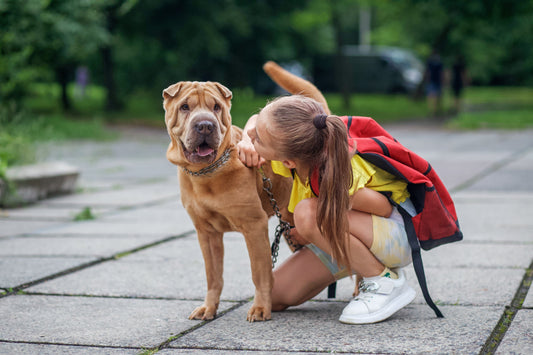 Chien et rentrée scolaire : préparer son animal aux nouveaux rythmes