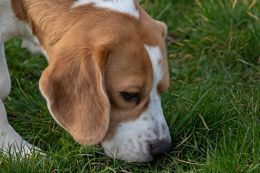 Pourquoi mon chien mange-t-il de l'herbe ?