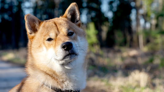 Le Shiba et le sandwich