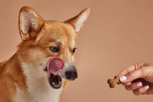 Chien qui lèche tout : 5 causes méconnues et solutions