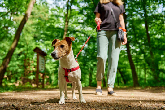 Mon chien tire en laisse : 5 méthodes douces et efficaces