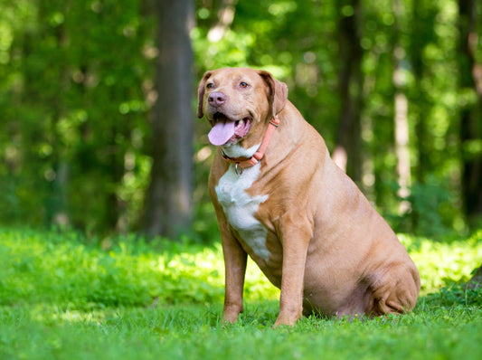 Quand récompenser rime avec obésité — le meilleur et le pire des friandises pour chiens.