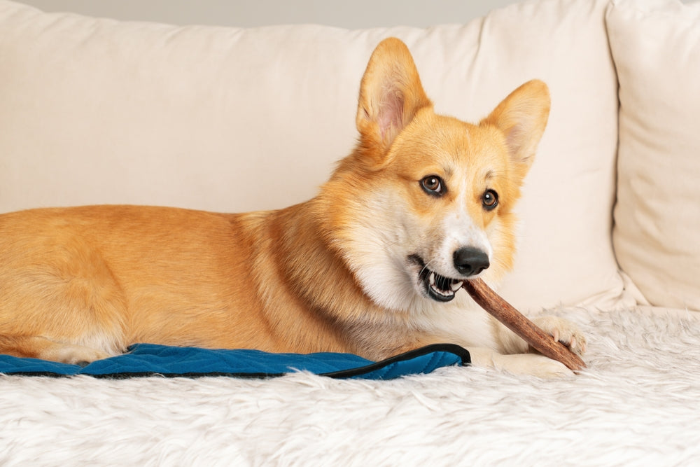 L’activité qui va passionner votre chien ET détartrer ses dents