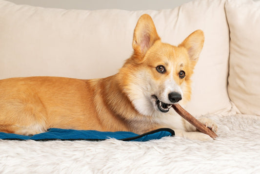 L’activité qui va passionner votre chien ET détartrer ses dents