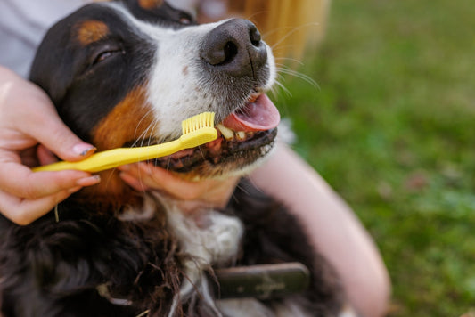 Mauvaise haleine du chien : causes et remèdes naturels