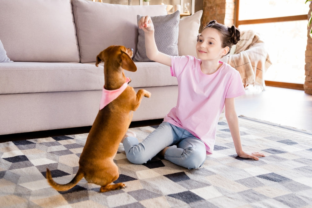 Le planning des confinés, semaine 1 : de quoi occuper votre chien chez vous, tous les jours !