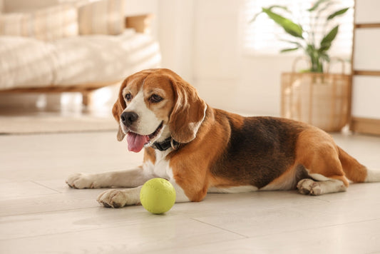 Les ‘mauvaises’ habitudes que votre chiot doit prendre de toute urgence