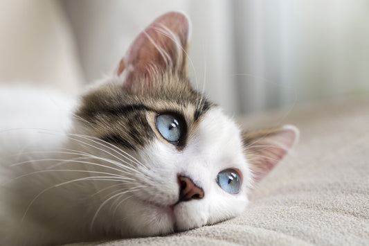 Aidez-moi, mon chat a peur de tout !