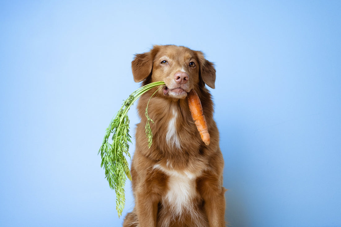 La gamelle : pourquoi je nourris mes chiens autrement.