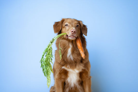 La gamelle : pourquoi je nourris mes chiens autrement.