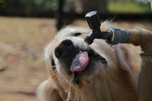 Pourquoi mon chien boit-il autant d'eau ?