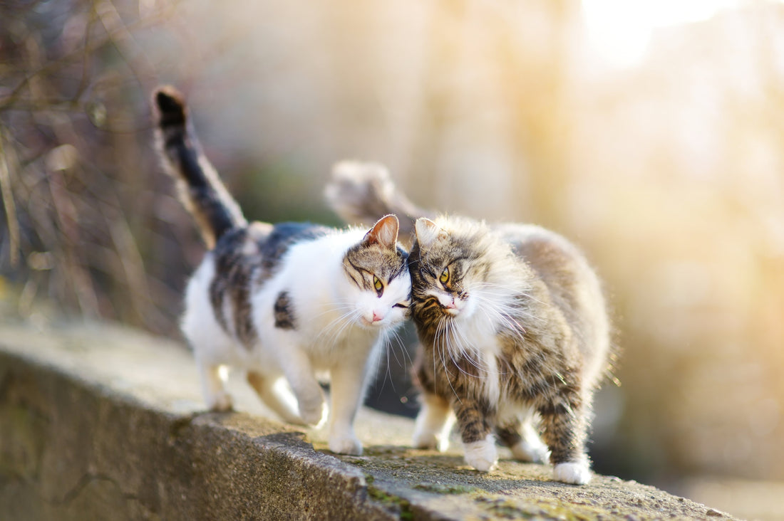La cohabitation entre chats