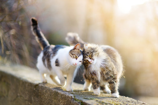 La cohabitation entre chats