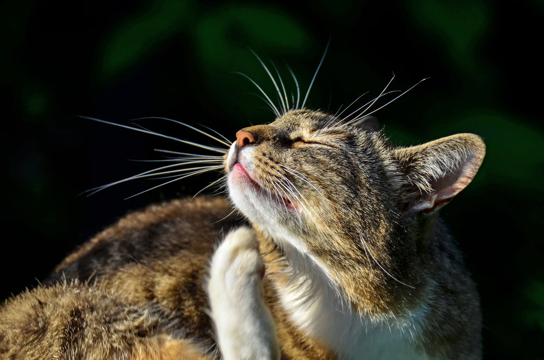 Démangeaisons : pourquoi mon chat se gratte autant ?