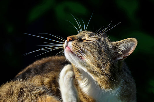 Démangeaisons : pourquoi mon chat se gratte autant ?