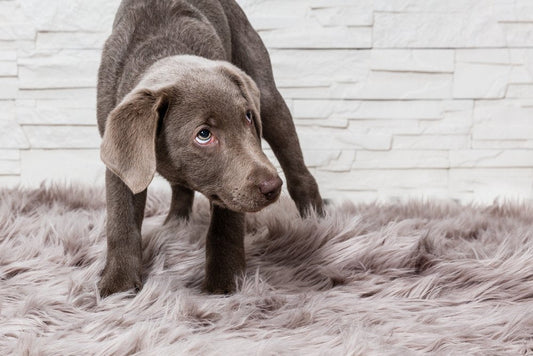 Pet Corrector : ou comment éduquer par la peur