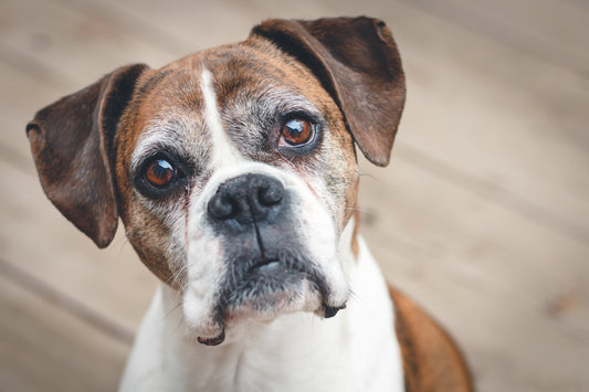 Mutuelle pour animaux : ne vous laissez pas endormir !