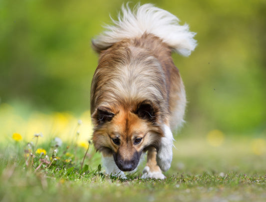 Chenille processionnaire : Bien protéger son chien