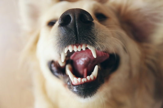 Votre chien claque des dents ? Voici pourquoi.