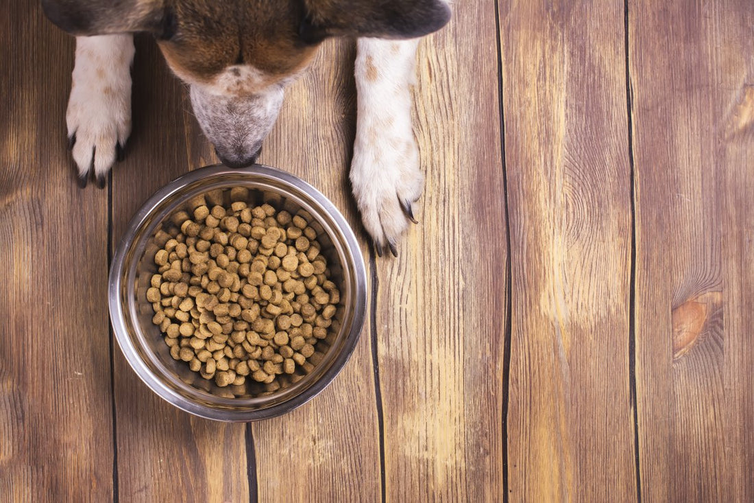 Des alternatives naturelles aux croquettes « spéciales reins » ?
