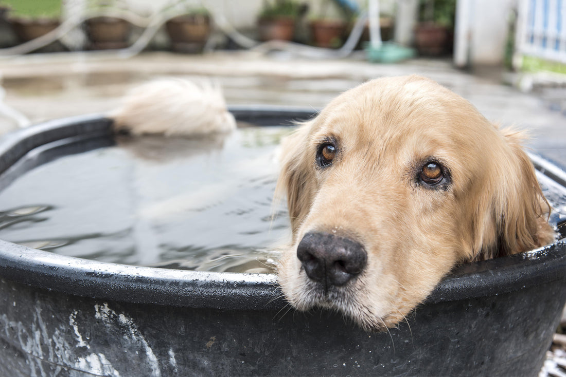 Comment sauver son chien du coup de chaud