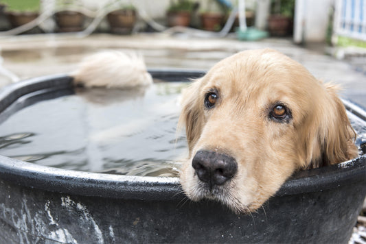 Comment sauver son chien du coup de chaud